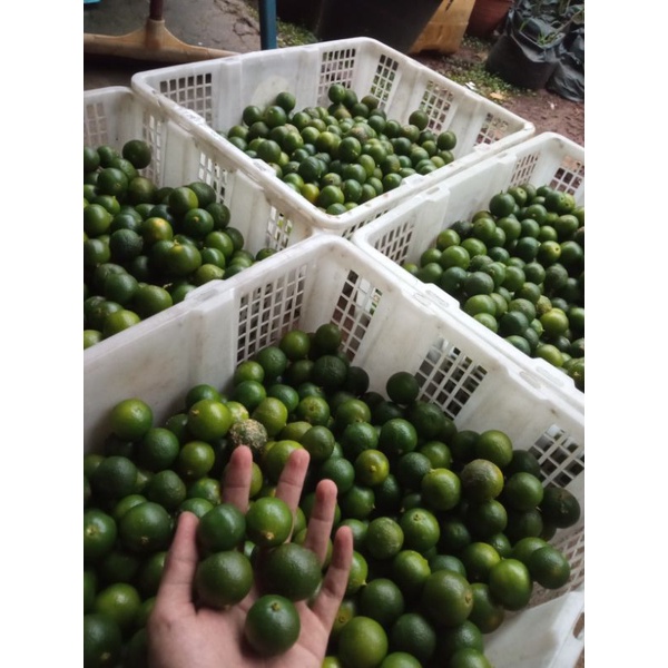 

Paket Gratis Ongkir Jeruk Kasturi/songkit 1kg