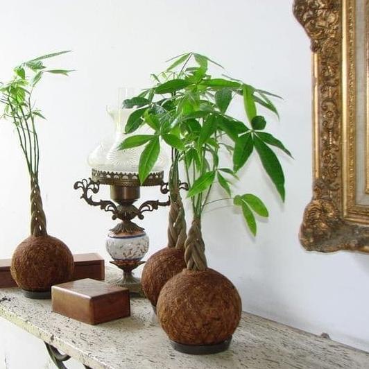 #####] Vivaterra - Pachira Money Tree Pohon Uang Kepang 5 (Pachira Aquatica)