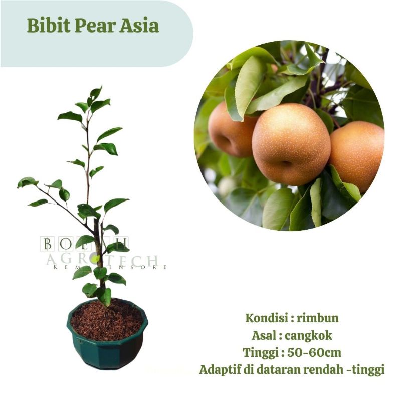 Bibit Tanaman Buah Pear Asia/Bibit Pir Asia (Bisa di Dataran Rendah) Original/Pear Singo/ Pear Coklat Murah Cangkok