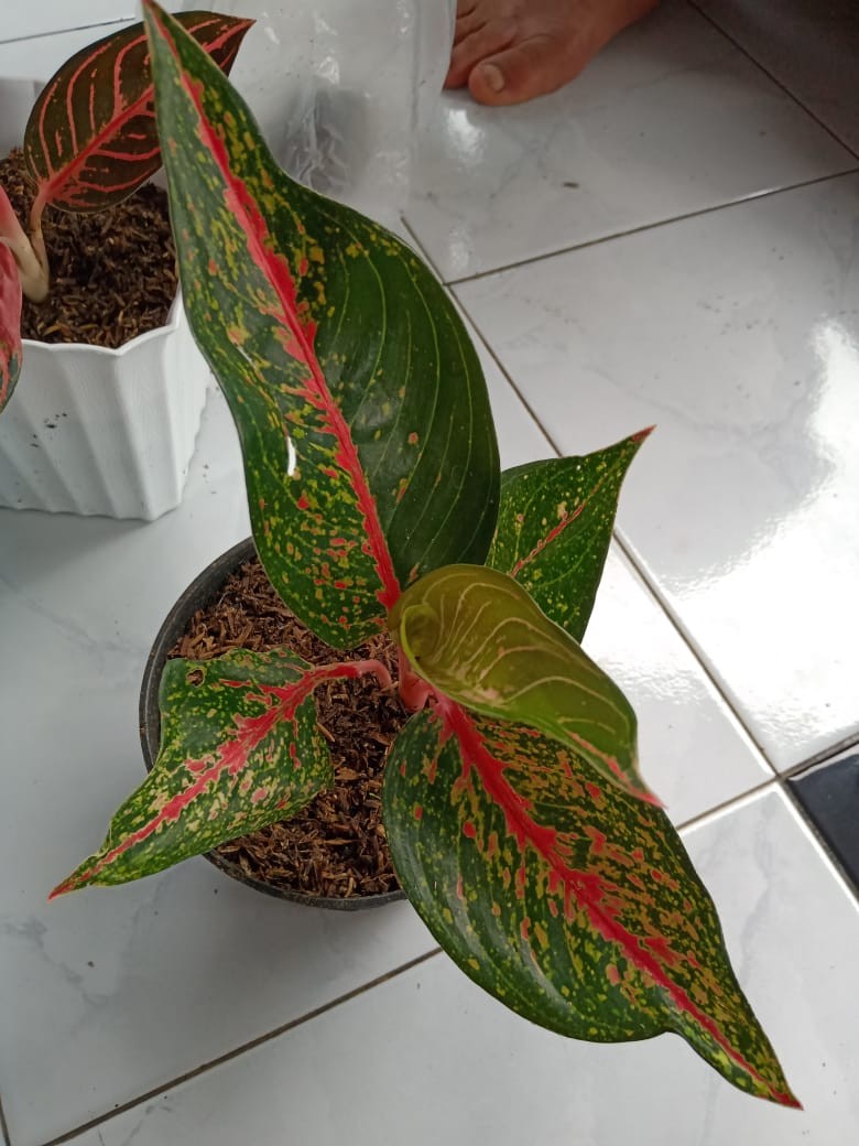Aglonema Hot Lady