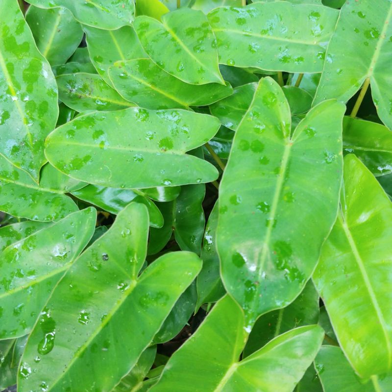 Philodendron Burle Marx