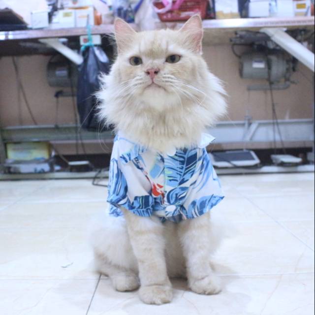 [Bahan adem] Baju pantai lucu warna biru untuk kucing dan anjing / baju kucing murah size S M L XL