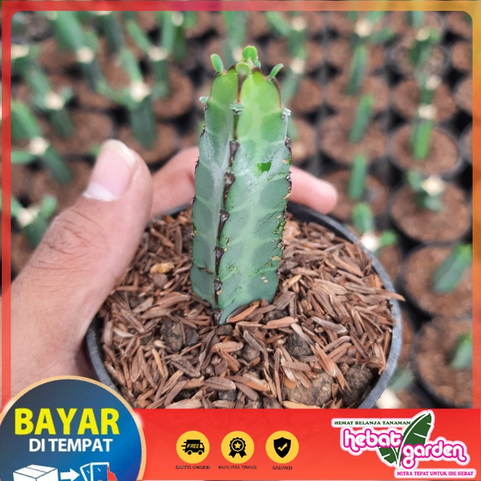 BELI DI SINI kaktus euphorbia tortirama - Hebat Store