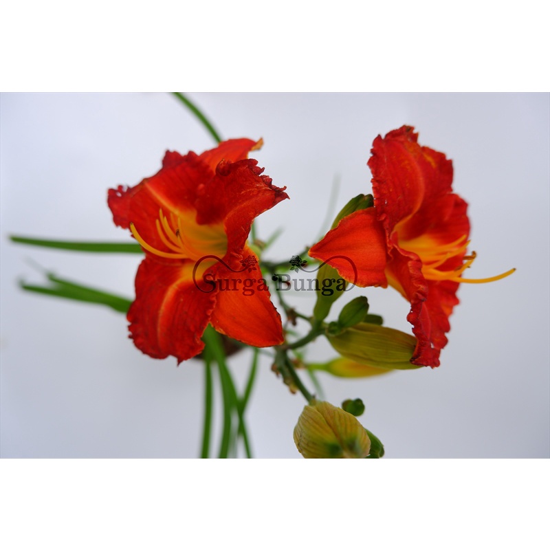 Tanaman Bunga Day Lily Merah Dewasa Rimbun BERGARANSI