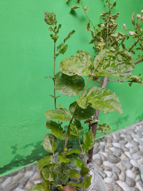Melati Tumpuk / Tuscany