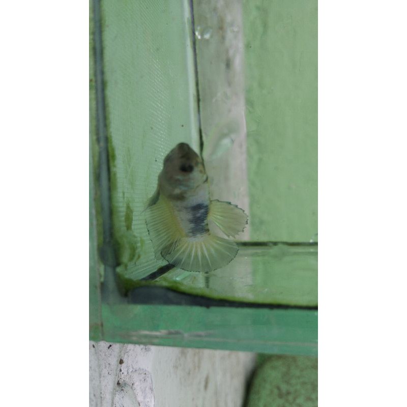 

ikan cupang yellow fancy sesuai foto