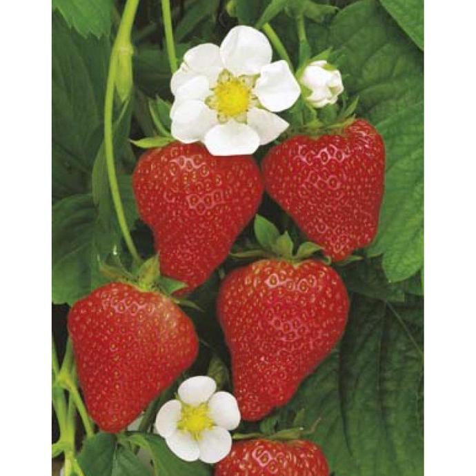 Fprt Bibit Benih Buah Strawberry Jumbo California Siap Berbuah