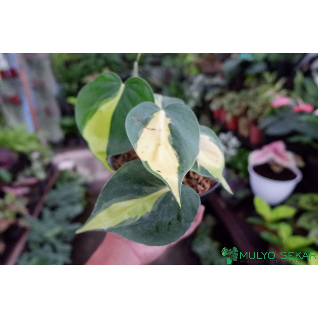 Tanaman hias sirih brazil Philodendron Brazil - Tanaman Air - aesthetic decor