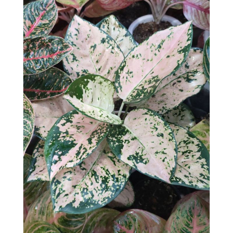 Bibit bonggol aglonema suksom white | Bonggol aglonema suksom white