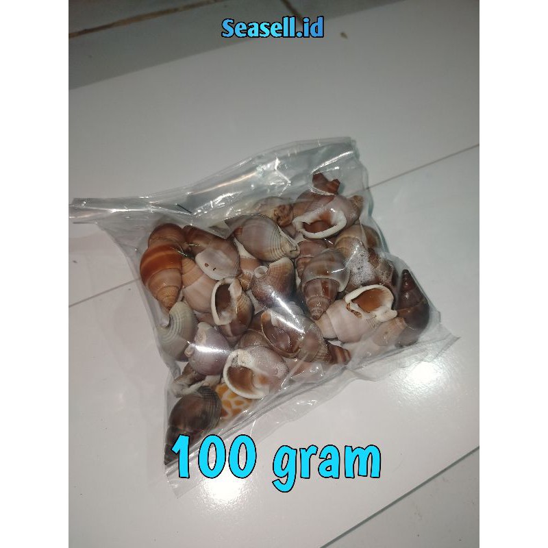 

Cangkang keong mini