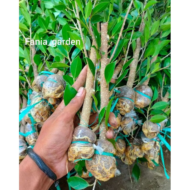 bahan as kimeng (turun cangkok dan rawatan)