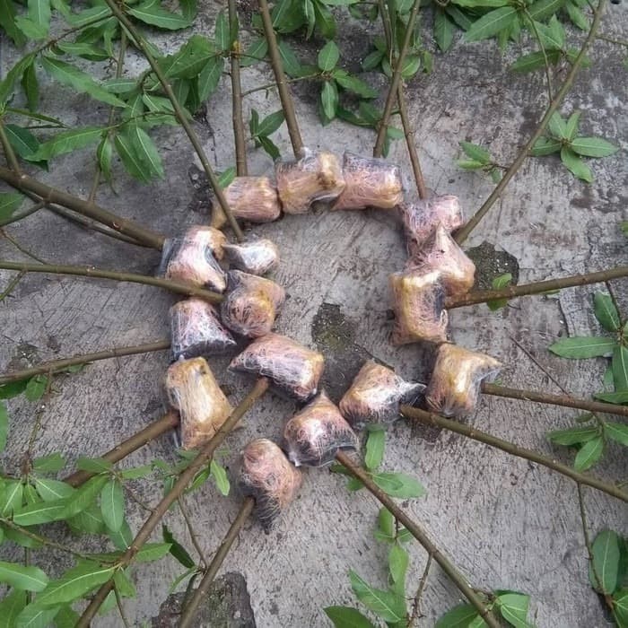 MAGIC ROOT 2.0 Faster Grow Plant Bubuk Ajaib Penumbuh Akar Tanaman