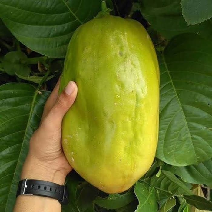 Bibit Tanaman Markisa Hijau Bibit Tanaman Markisa Jumbo Pohon Buah Erbis Tanaman Markisa Besar