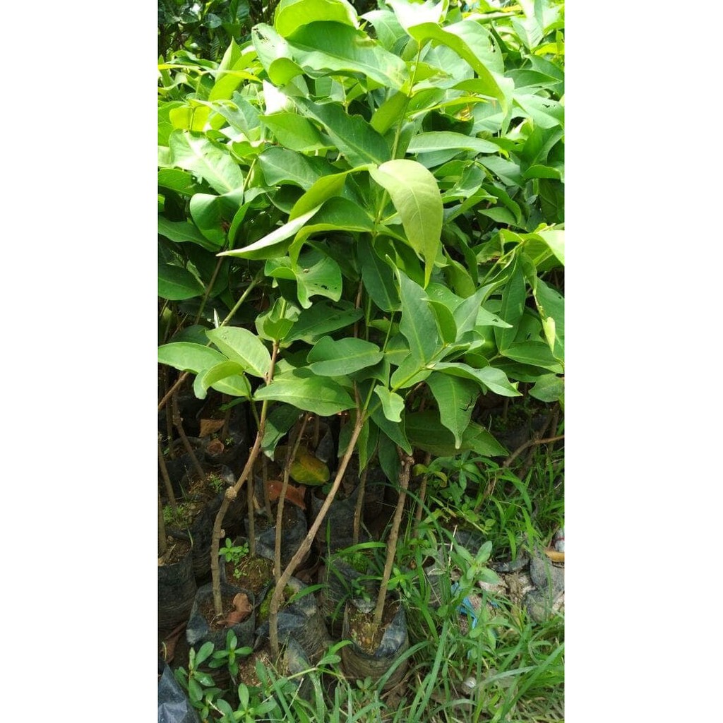 Jambu Air Madu Deli