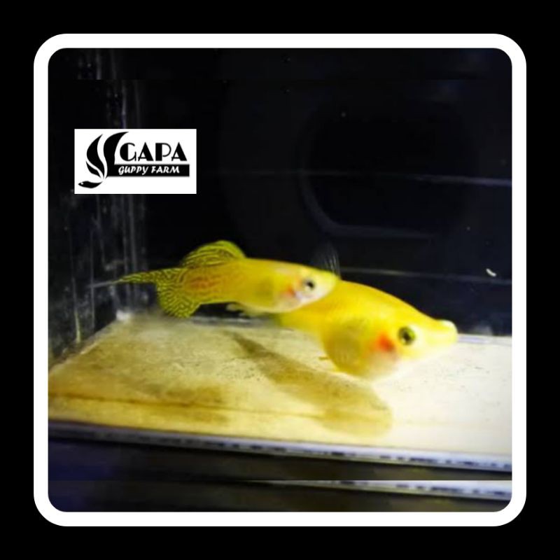 Indukan Ikan Guppy Yellow Lace Top Sword Sepasang Berkualitas