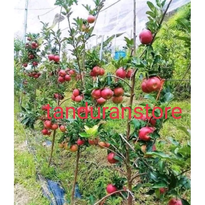 bibit tanaman buah apel Fuji cangkok-0
