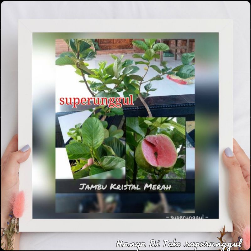 Bibit Jambu Kristal Merah