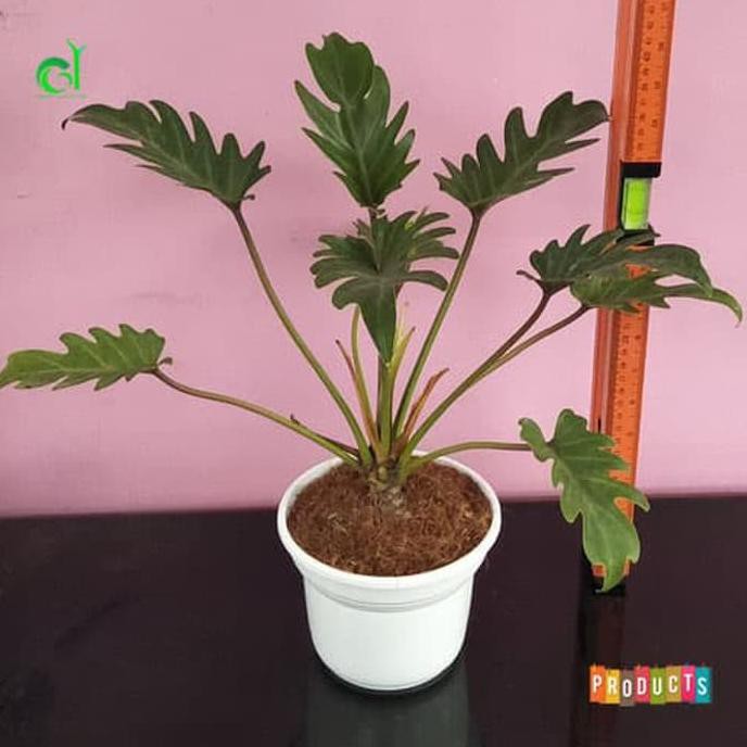 Diskon Tanaman Philo Sanadu - Philodendron Xanadu Juara