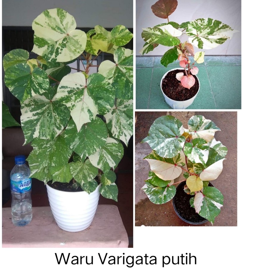 Waru Variegata putih / Waru Varigata Merah / Waru Var Three colour