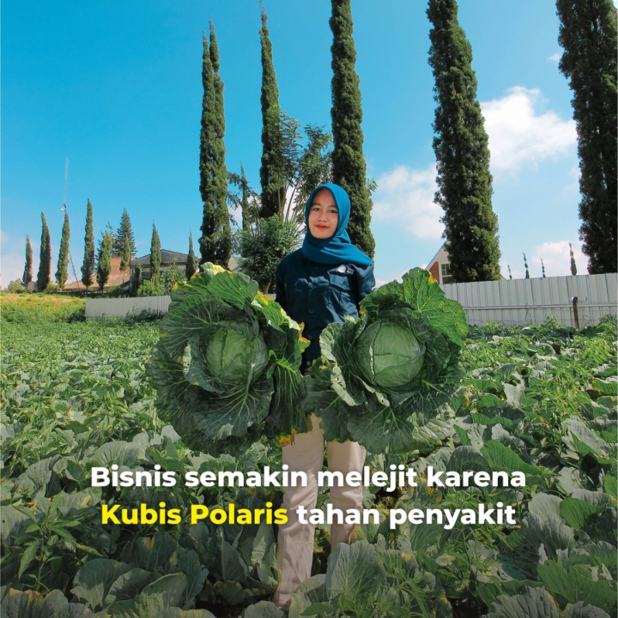 Mokilo43 (1 Pack) Benih Kubis Polaris Hibrida F1 Kol Hijau - Tunas Agro Seed - 10 & 20 Gram