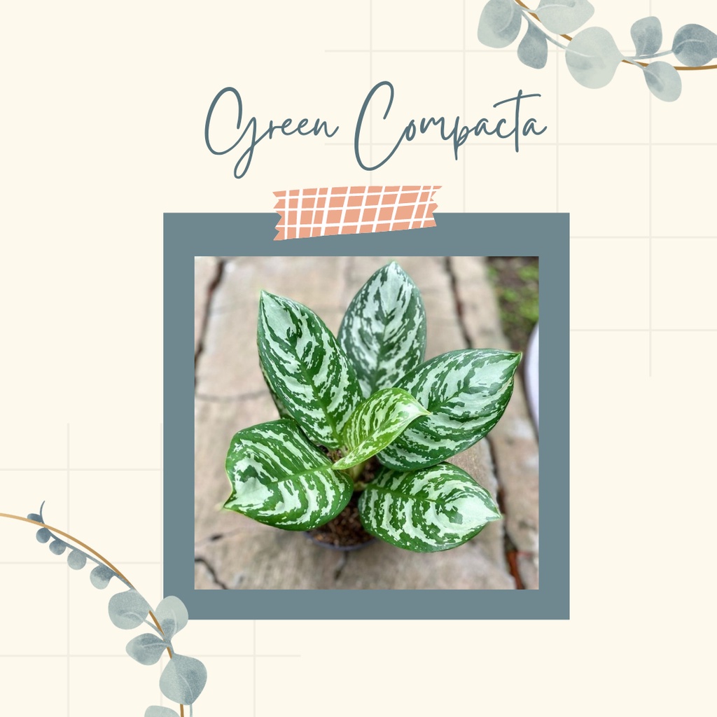 Aglonema Green Compacta tanaman hias aglonema compacta green