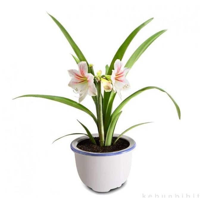 Bibit Tanaman Bunga Saffron