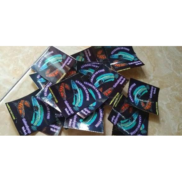 Big Sale.. Chana Yellow sentarum size 20sampai25cm bakat bagus