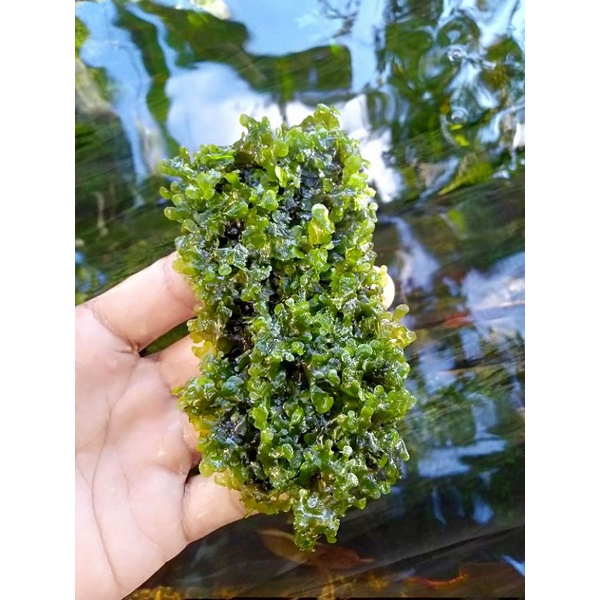 Jual mos pelia lempeng tanaman aquascape Indonesia
