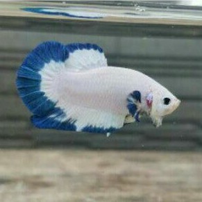 ikan cupang blue rim indukan