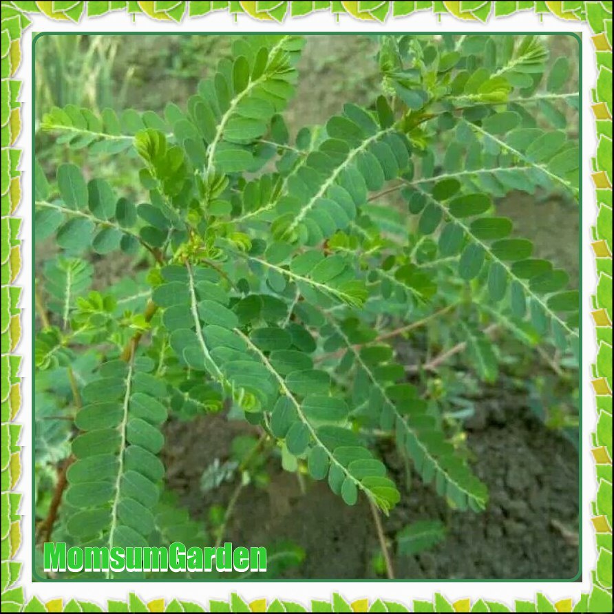 

Daun Meniran segar 100 gr