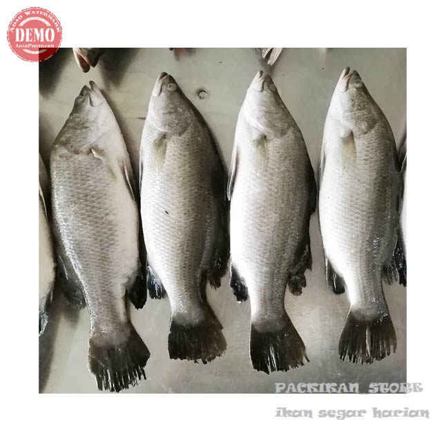 

Ikan Kakap Putih Segar BARAMUNDI Ikan Fresh Laut Kualitas GARANSI SEGAR