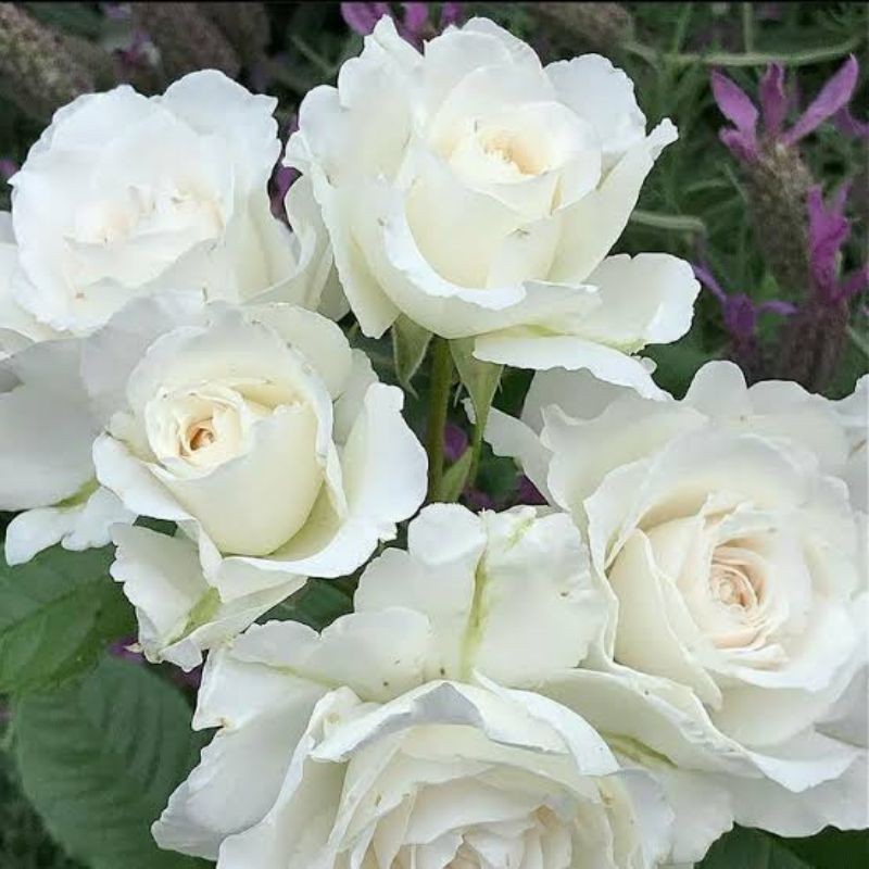 Benih Bunga MAWAR Putih Import