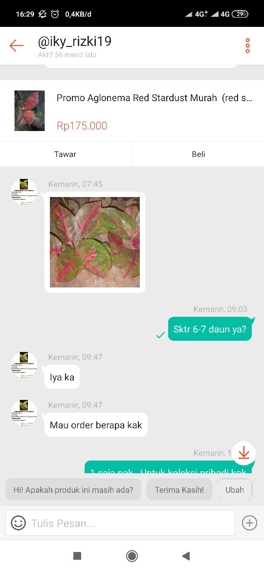 Promo Aglonema Red Stardust Murah  (red Stardust)