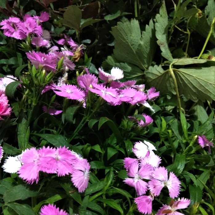 Bibit Bunga Anyelir Dianthus Putih Pink