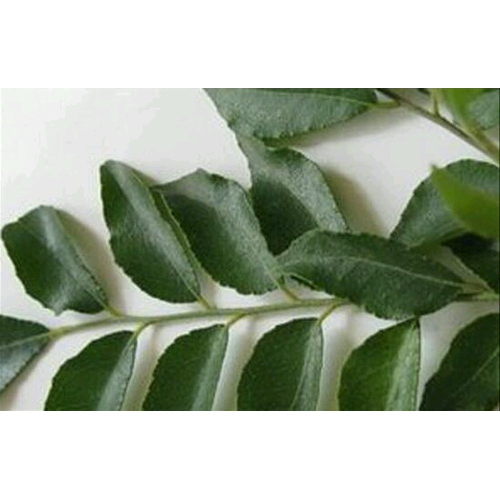 

daun salam koja segar 1kg Bagus
