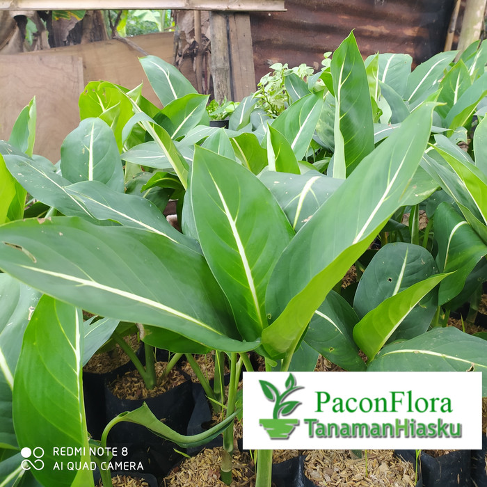 TANAMAN HIAS BLANCENG NEON | TANAMAN BLANCENG NEON