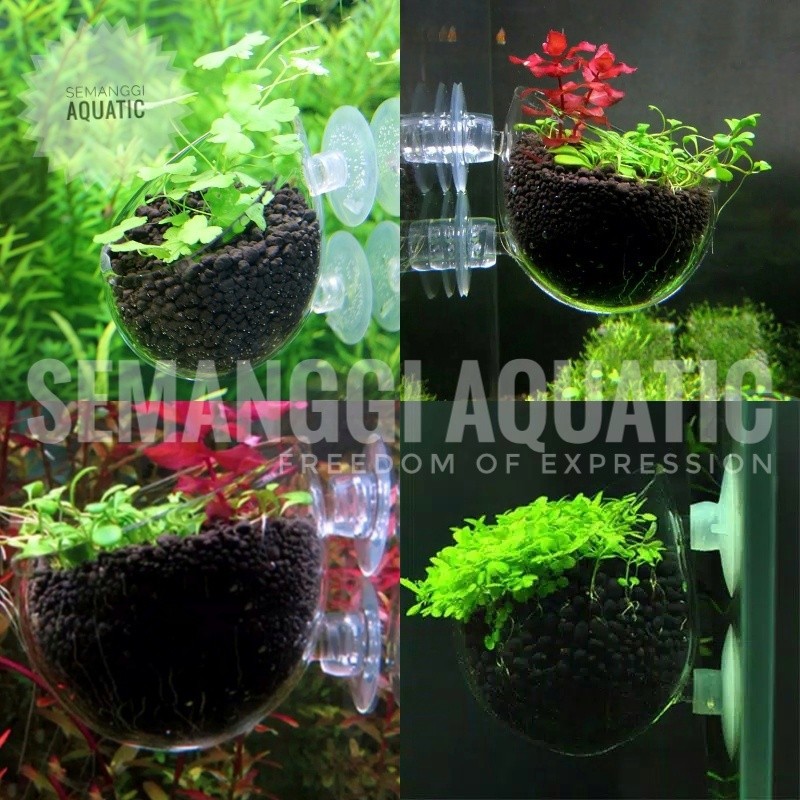 Pot Glass Aquascape by Semanggi Aquatic