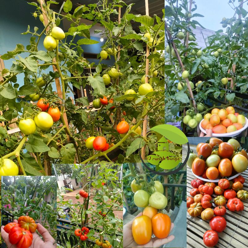 25 Biji - Benih Tomat Unggul Benih Tomat Sayur Tomat Daging Buah Tebal