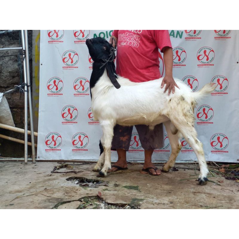Kambing super kurban (free ongkir, free penitipan sampe hari H-1)