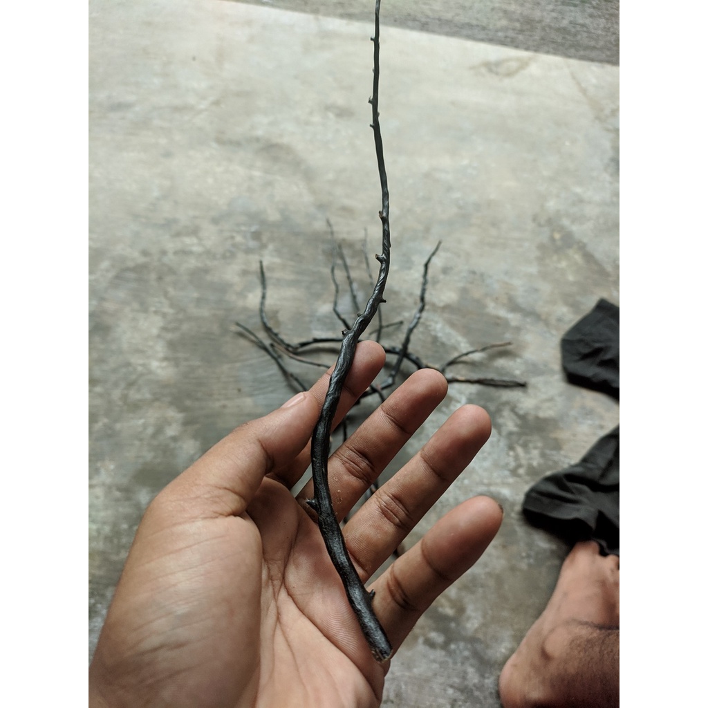 Bahan akar bahar hitam asli makasar size mild