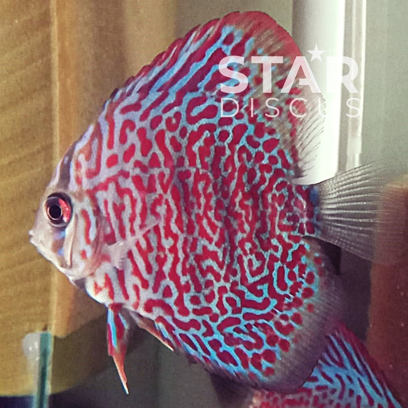 Discus Ring Leopard ukuran 2,75 inch (-)