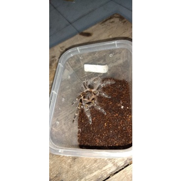 tarantula grammostola pulchripes