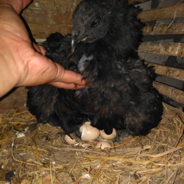 jual telur ayam cemani lidah hitam