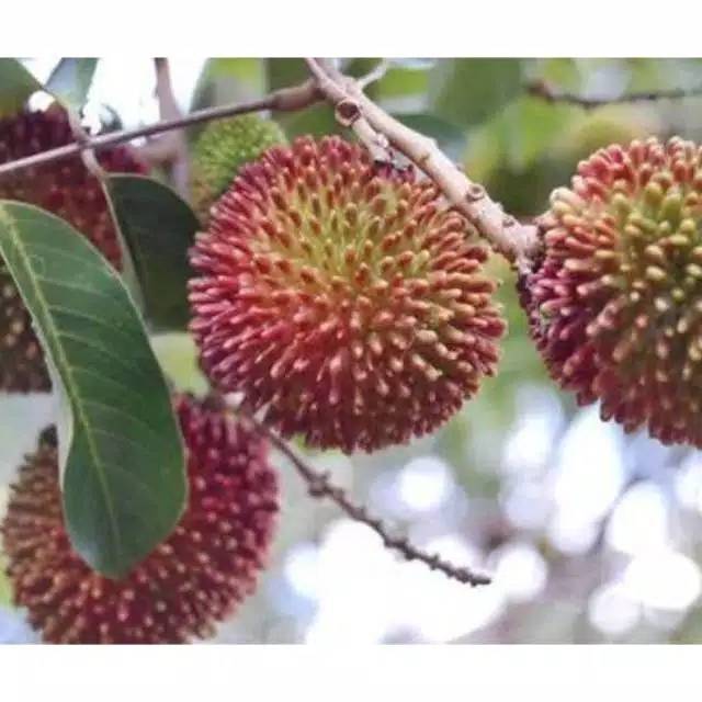 Bibit rambutan rapiah stek okulasi