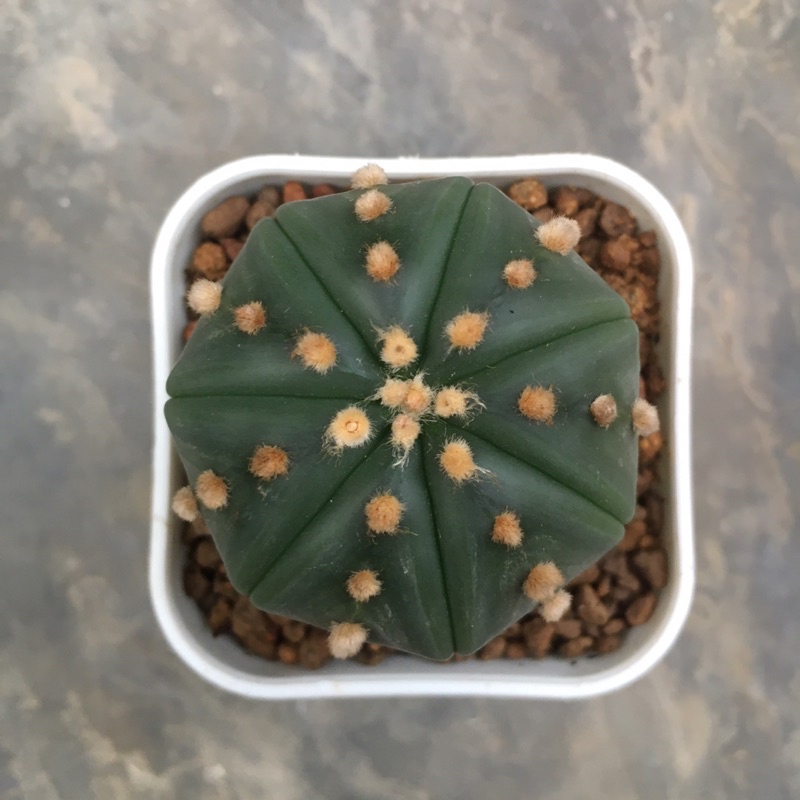 kaktus astro cv ooibo induk