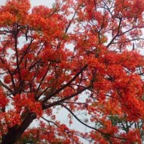 Bibit Bunga Tabebuya Merah Beli 5 Bonus 1