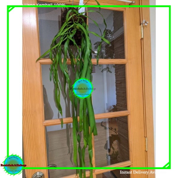 RUMPAI DASI KUMPAI SABUK TANAMAN HIAS GANTUNG