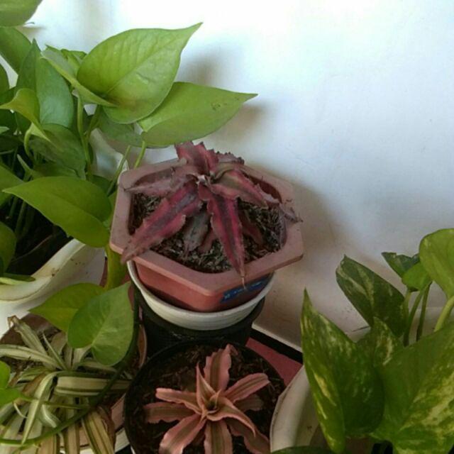 Tanaman Hias - Bibit Bunga Chriptantus Red