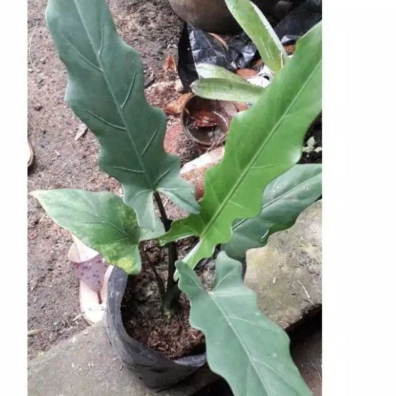 KELADI KERIS PAPUA / KELADI PAPUA / KELADI BLACK STIEM / KELADI HITAM PAPUA / KELADI KERIS