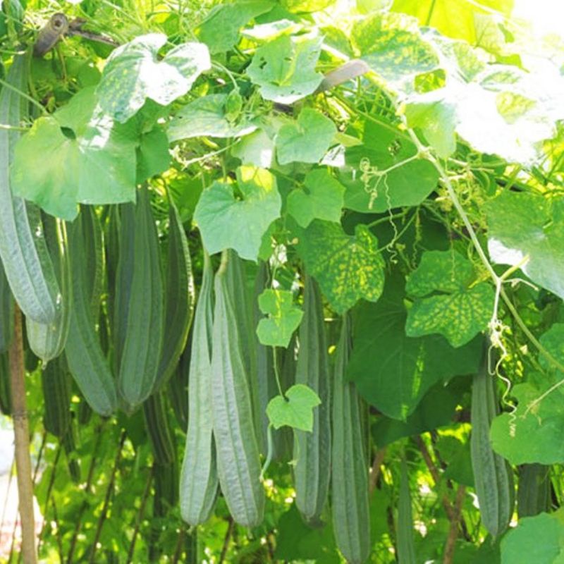 Bibit Sayur Oyong Gambas F1 Hibrida - Benih Sayuran